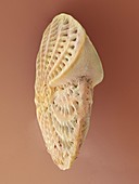 Foraminiferan test (shell) SEM