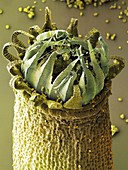 Moss capsule (Homalothecium sericeum) SEM