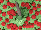 Venus flytrap leaf,SEM