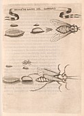 Insect reproduction,17th century