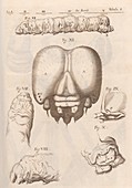 Insect anatomy,17th-century microsopy