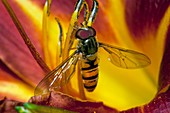 Hover fly on a flower