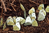 Small white butterflies on cow dung