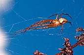 Long-jawed orb-weaver spider
