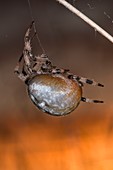 Four-spot orb-weaver spider