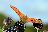 Comma butterfly on blackberries