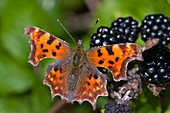 Comma butterfly on blackberries