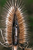 Moth caterpillar in teasel