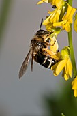 Solitary bee on melilot flowers