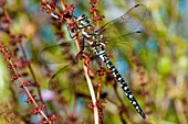 Migrant hawker dragonfly on a plant stem