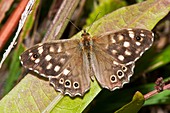 Speckled wood butterfly on a leaf