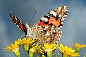 Painted lady butterfly on ragwort flowers