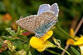 Common blue butterfly feeding on a flower