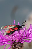 Six-spot burnet moth on common knapweed