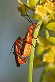 Soldier beetles mating