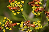 Soldier beetles on wild parsnip flowers