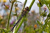 Migrant hawker dragonfly on a plant stem