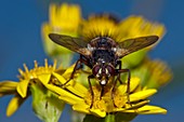 Fly feeding on ragwort flowers