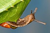 Garden snail on a leaf