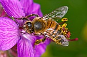 Honeybee pollinating geranium flower