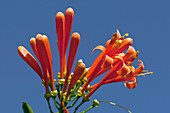 Flame vine (Pyrostegia venusta) in flower