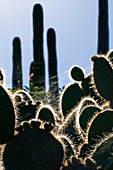 Cactus plants,Canary Islands