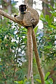 Common brown lemur