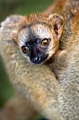 Red-fronted lemur baby
