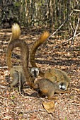 Red-fronted lemurs foraging