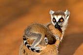 Ring-tailed lemur mother and baby