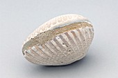 Fossil clam