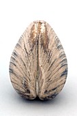 Fossil clam