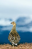 Black grouse female