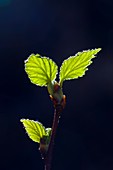 Downy birch,emergent green leaves