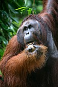 Orangutan,mature male