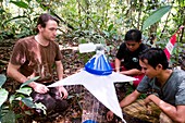 Researchers collecting insects,Borneo