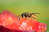 Wasp feeding on a plum