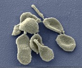 Mycoplasma genitalium bacteria,SEM