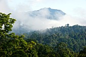 Rainforest,Borneo