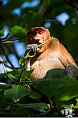 Male proboscis monkey,Borneo