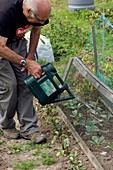 Allotment cultivation