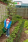 Allotment cultivation