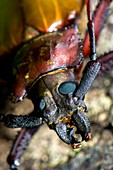 Longhorn beetle,Borneo