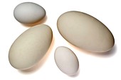 Chicken and goose eggs