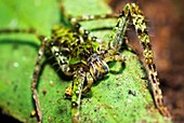Spider at night,Borneo rainforest