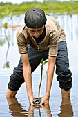 Mangrove rehabilitation,Indonesia