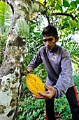 Cocoa plantation,Indonesia