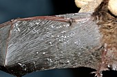 White nose syndrome in bats