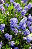 California Lilac (Ceanothus sp.)
