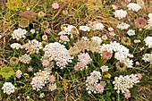 Wild Carrot (Daucus carota)